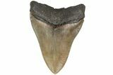 Serrated, Fossil Megalodon Tooth - South Carolina #204586-1